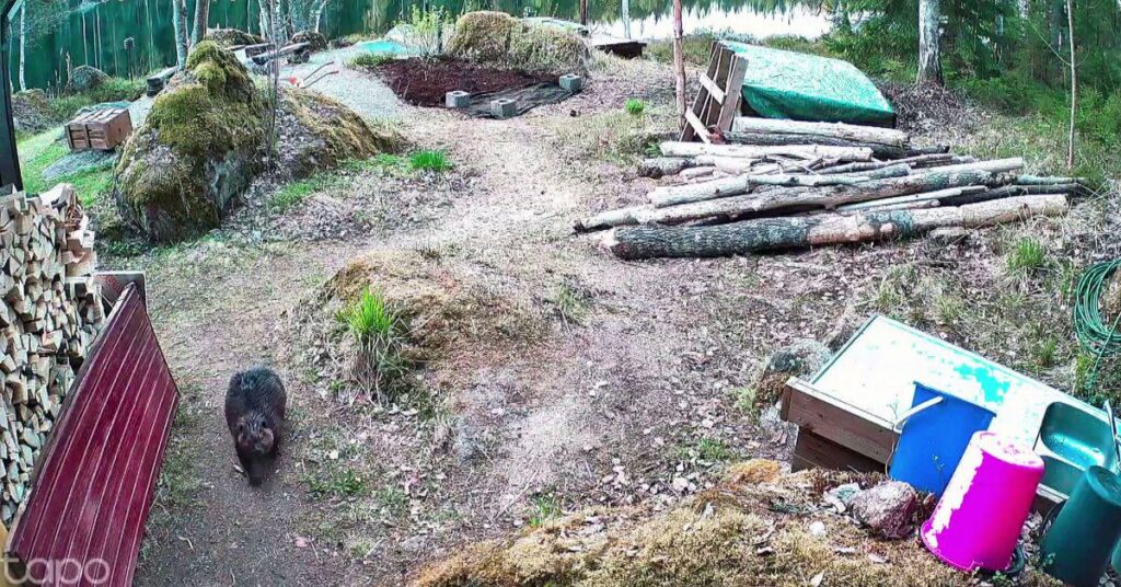(Not serious) Beware of firewood thieves - especially in Eastern Finland, especially if your property is next to a lake or a river. (See the chubby little thief in the video clip.)