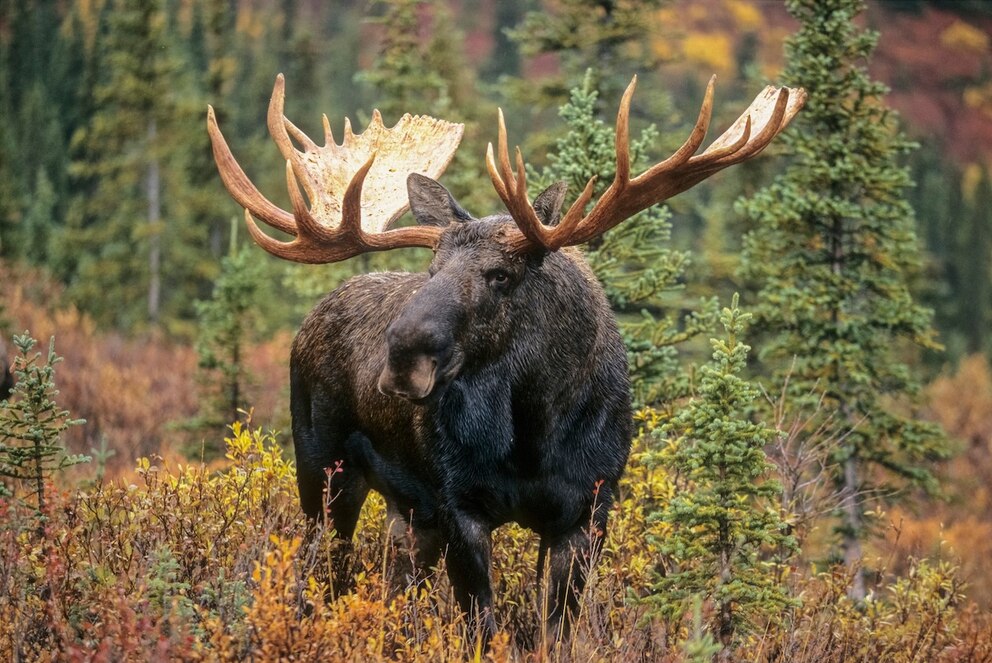 Elks Return to Germany–Here’s Where They Live