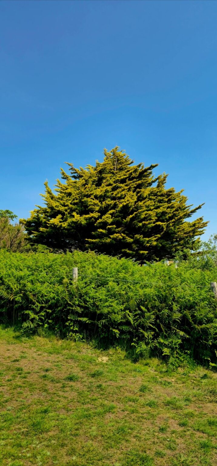 A collection of trees i came across over the past year.