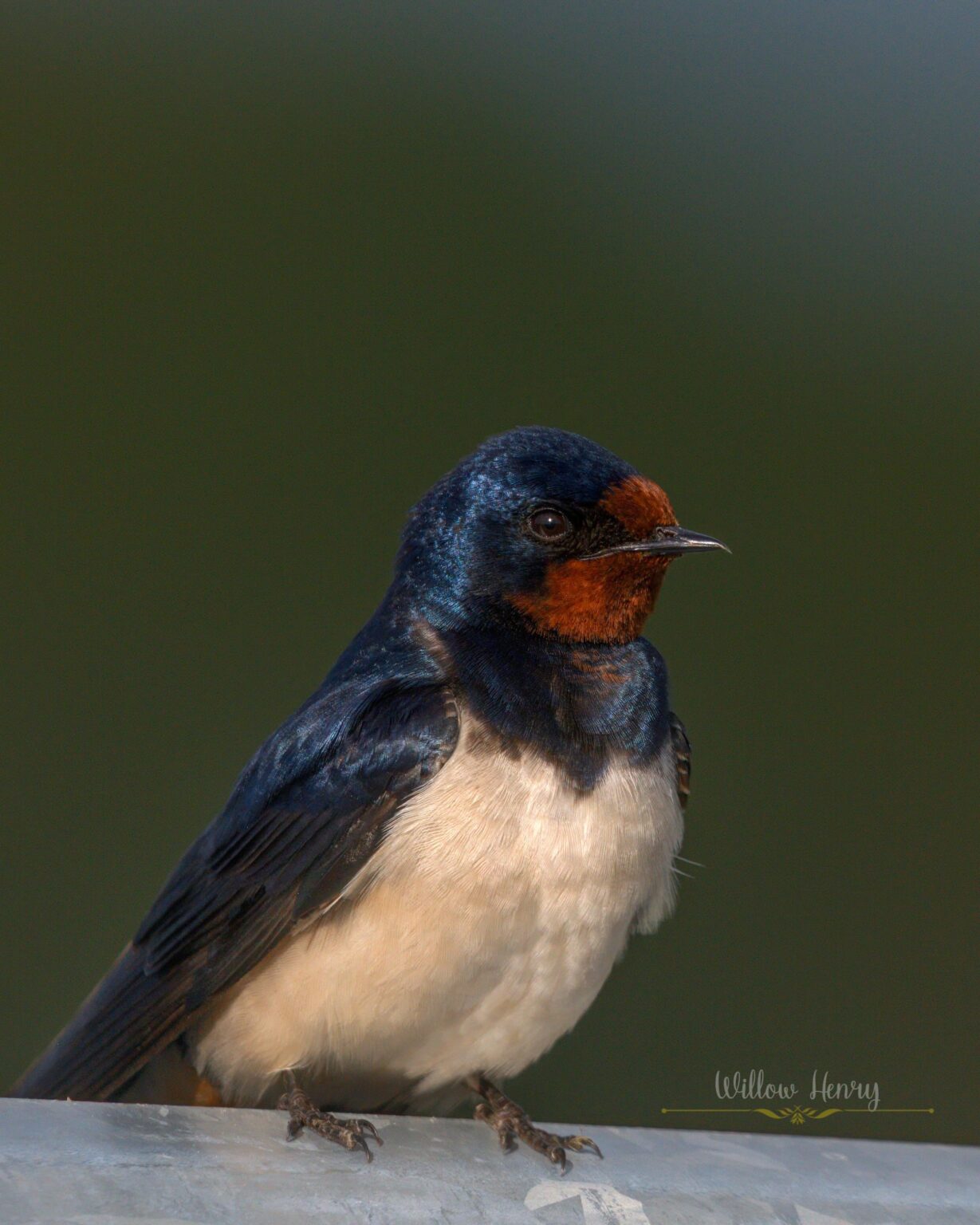 The local swallows are back 😊.