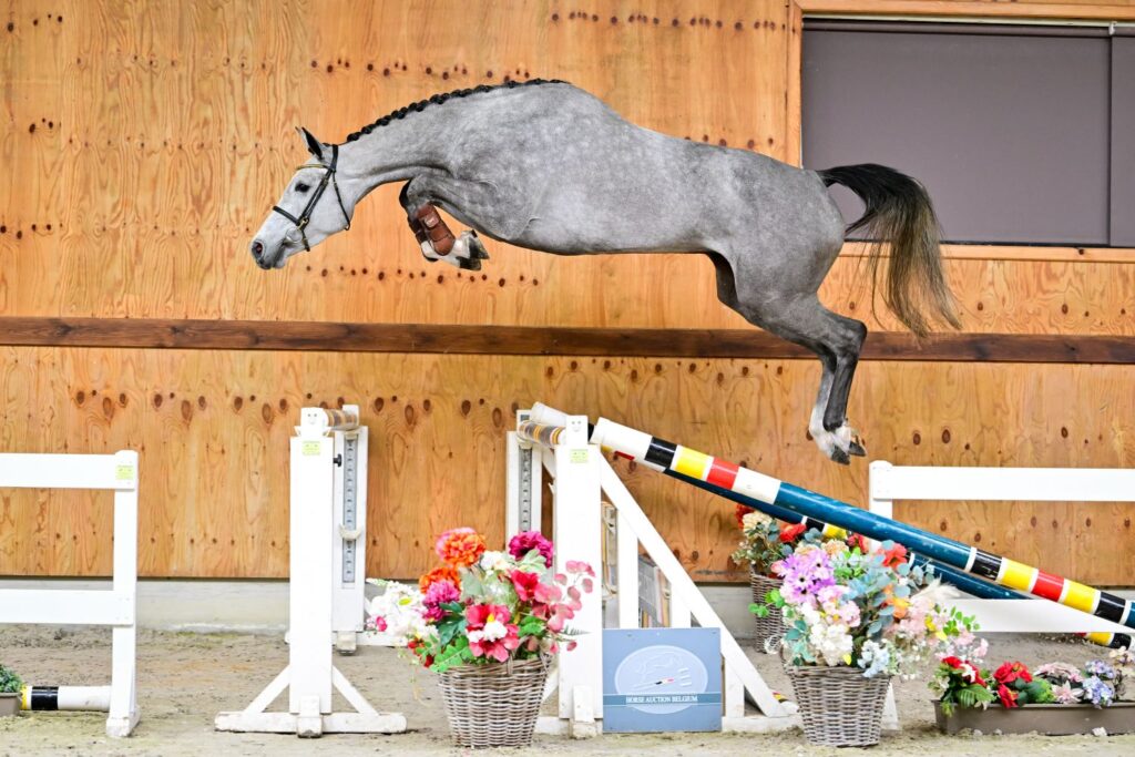 Young Talent and Exceptional Bloodlines in the Latest Horse Auction Belgium Online Collection