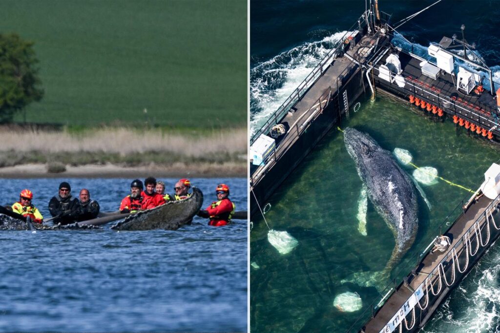 Humpback whale found dead Denmark identified ‘Timmy’ Humpback whale found dead Denmark identified 'Timmy'