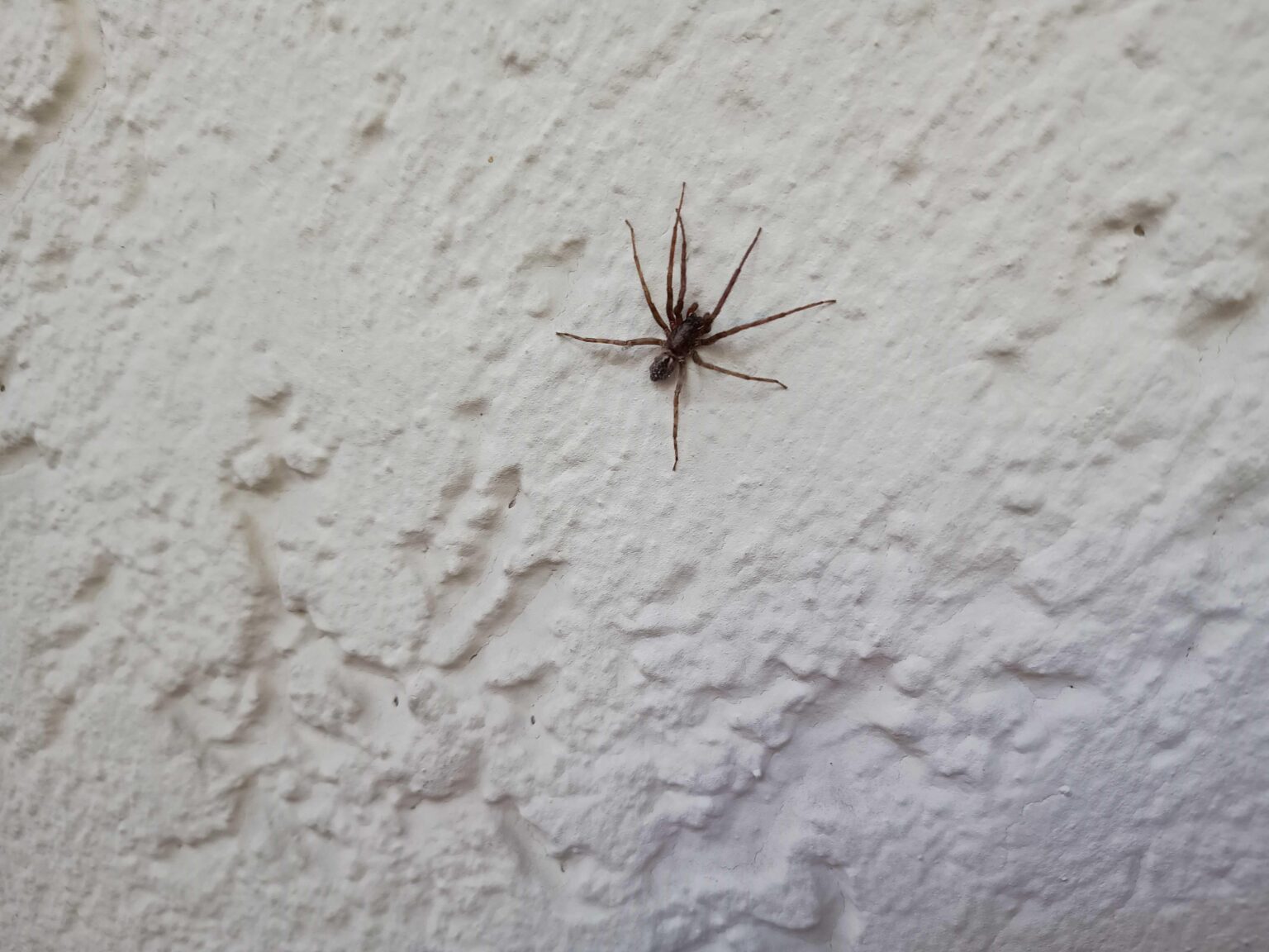 I have never seen a spider this big in my life. What is this and is he gonna be chill if I let him live on my balcony? I have never seen a spider this big in my life. What is this and is he gonna be chill if I let him live on my balcony?
