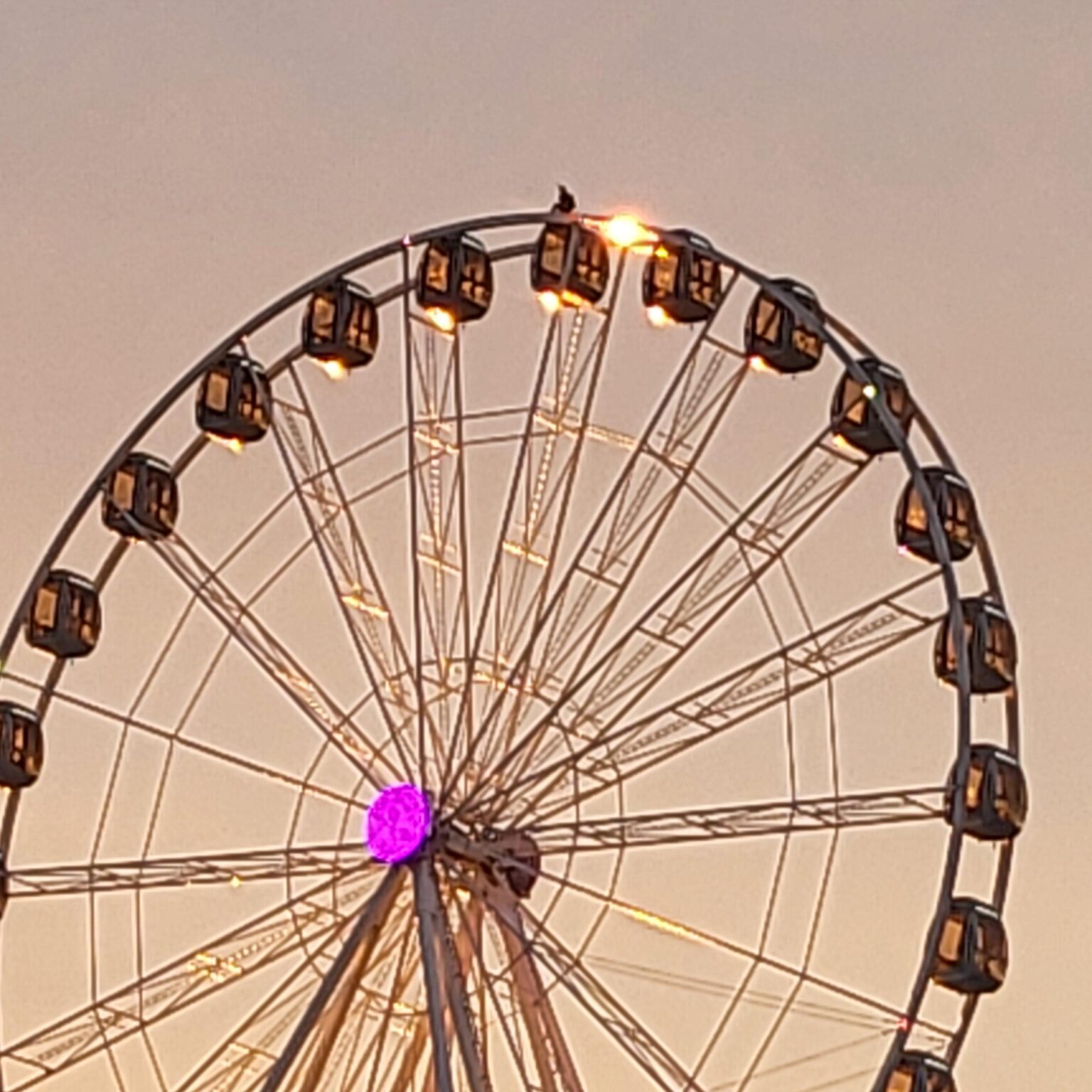 A person at the top of the T1 ferris wheel?