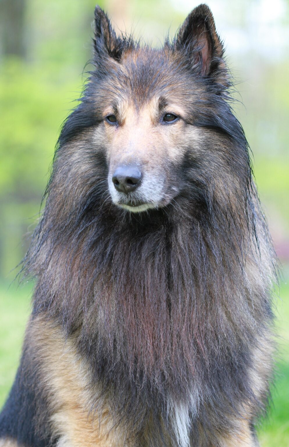 Ransom (my Tervuren) says hello all!!