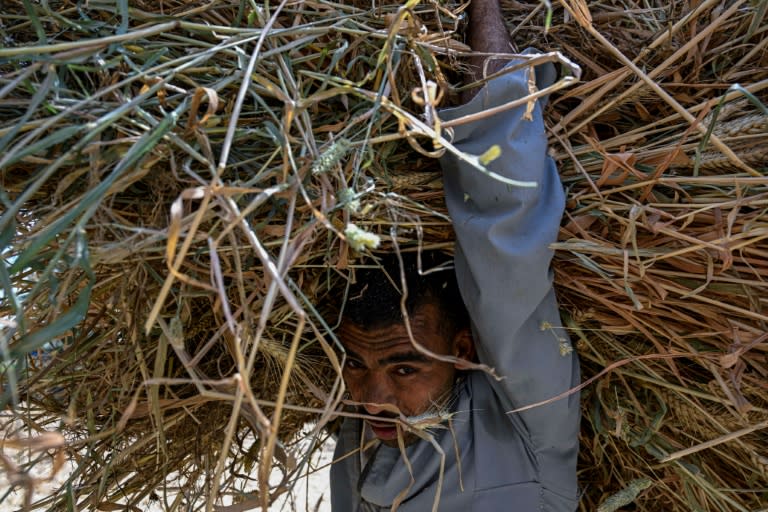 A farmer carries a load of wheat straw after threshing in a field in the village of Maraziq, about 30 kilometres south of Giza (Khaled DESOUKI)