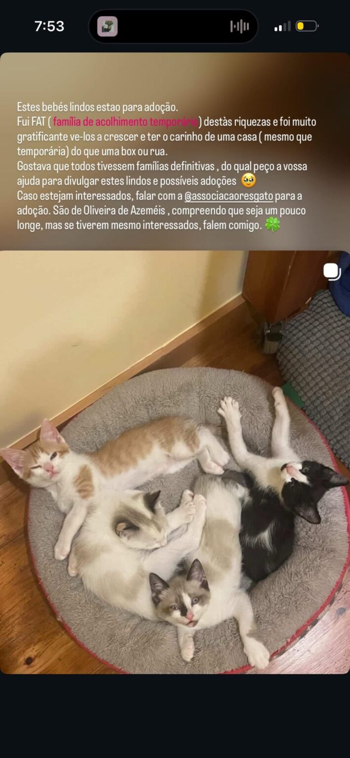 Kittens for responsible adoption (via rescue association) (oliveira de azeméis) Kittens for responsible adoption (via rescue association) (oliveira de azeméis)