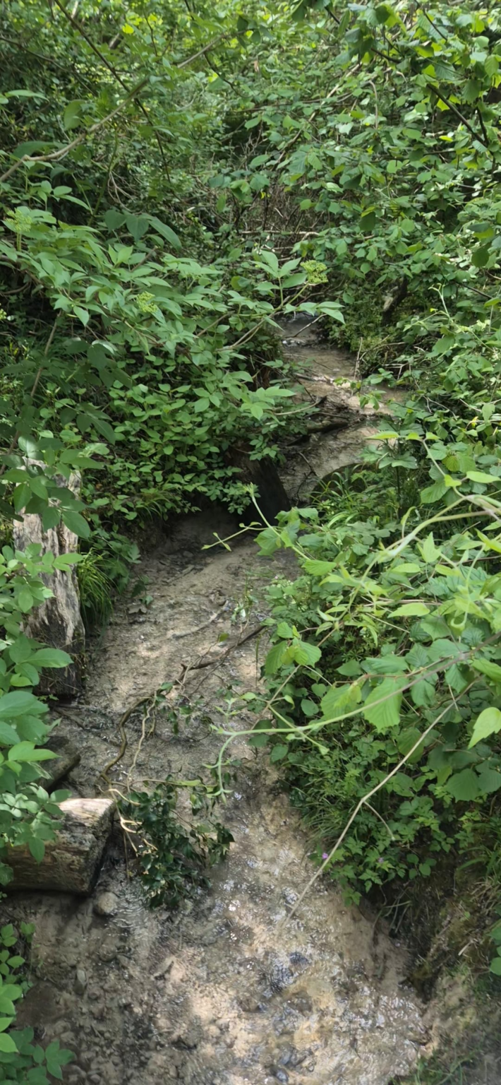 Natural springs stream in Bedfordshire