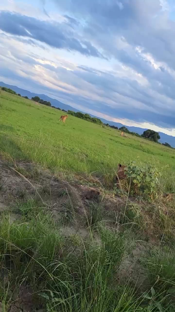 We saw some lions in Queen Elizabeth National Park