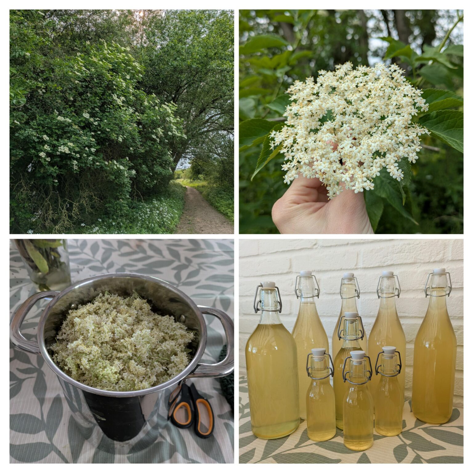 The most delicious wild picking time of the year has arrived: elderflower syrup!
