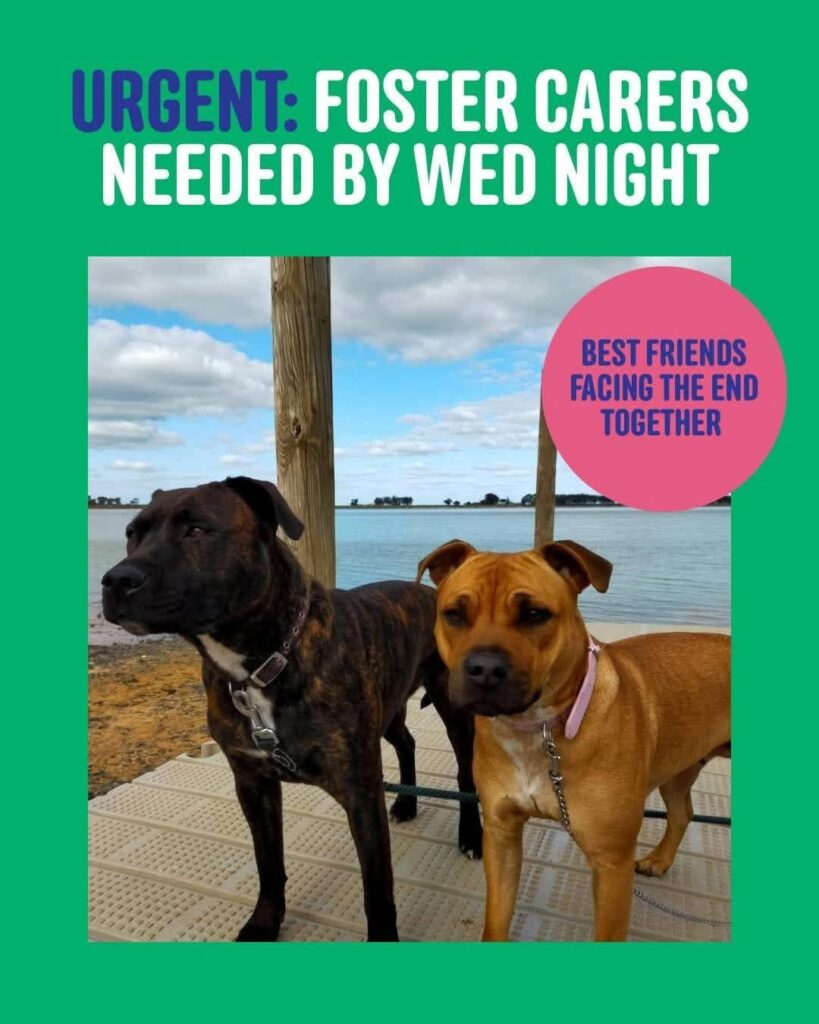 Save their lives? Foster carers needed urgently Save their lives? Foster carers needed urgently