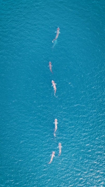Basking sharks in west cork