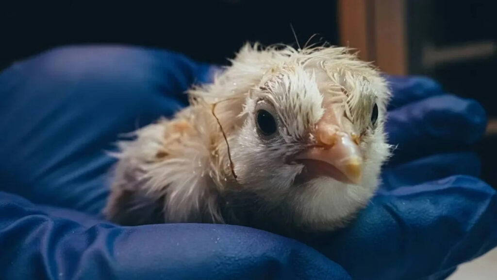 De-extinction startup hatches live chicks in artificial environment