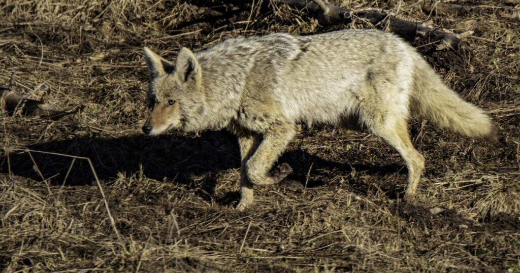 Trump administration lifts ban on cyanide bombs that kill animals