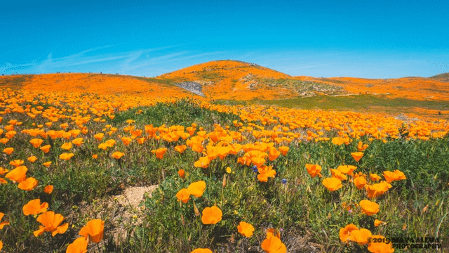 Lancaster, California, "Super Bloom."