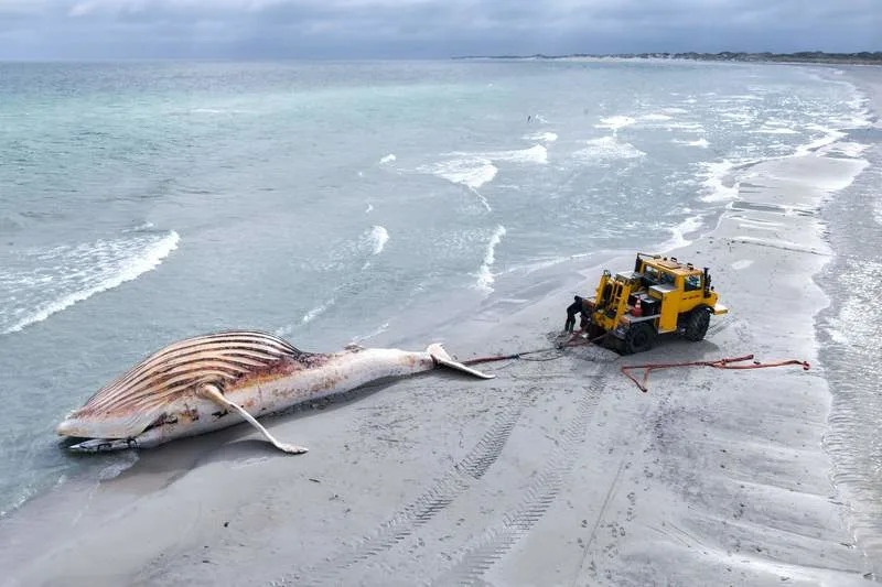 The dead whale is being pulled ashore on the Danish island of Anholt. The whale is the humpback known as Timmy, which first stranded off Timmendorfer Strand in late March and was transported to the North Sea about a month later. (is associated with: «Autopsy for humpback whale Timmy set for next week in Denmark») Marcus Golejewski/dpa