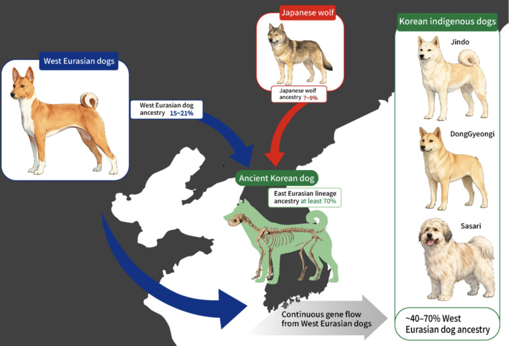 A map from a recent study shows the lineage of dogs from the Korean Peninsula. According to the map, early Korean dogs belonged to a distinct genetic lineage separate from other East Asian dog populations. Dogs and wolves also continued to interbreed long after domestication. [KOREA HERITAGE SERVICE]