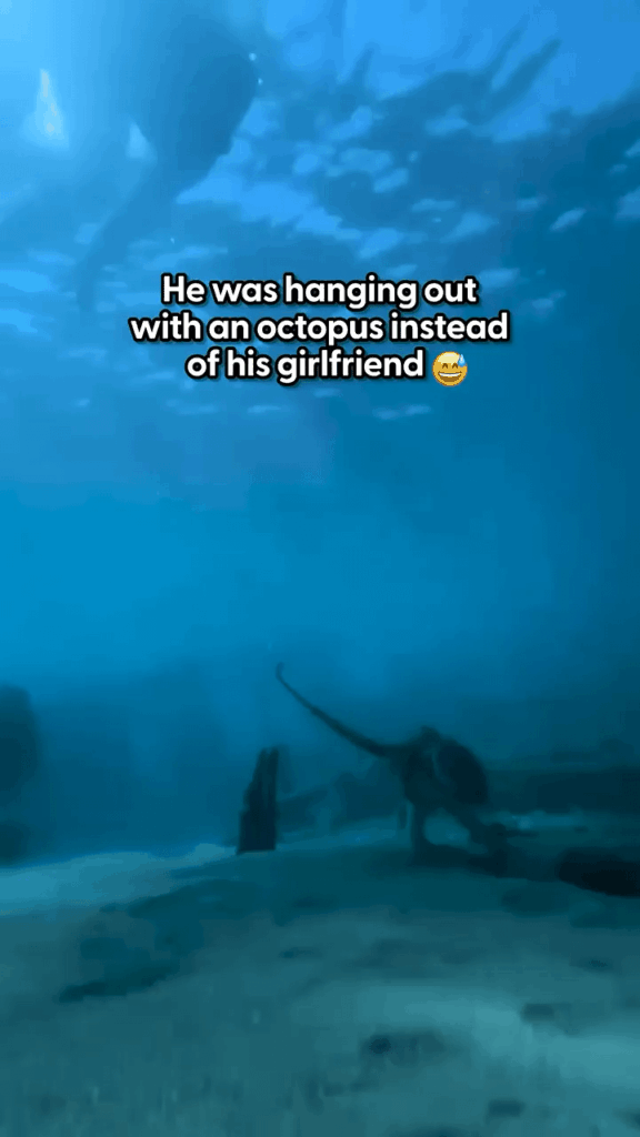 Guy befriends a little octopus dude in Cyprus