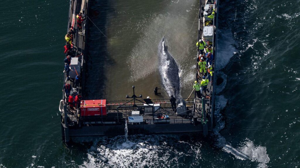 The whale that was rescued in Germany was finally found dead in Denmark