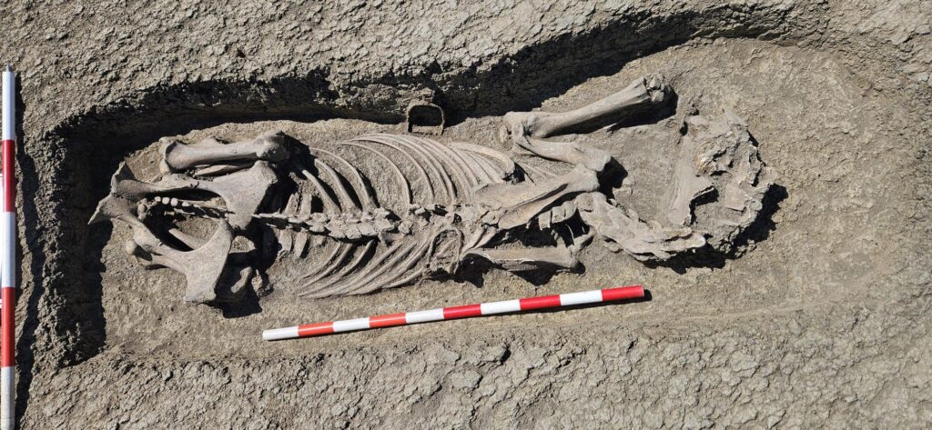 In early medieval steppe traditions, the horse could accompany the dead as a symbol of status and possibly as part of beliefs about the afterlife. Credit: DRDP Timișoara