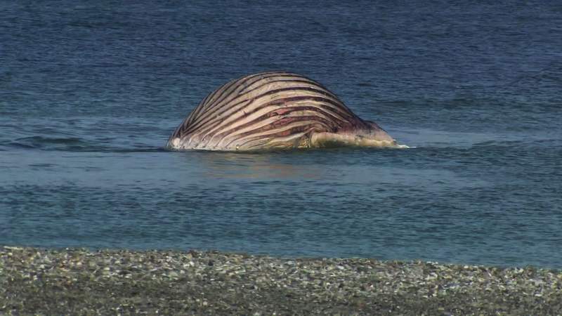 Expert warns whale carcass off Denmark could explode at any moment Expert warns whale carcass off Denmark could explode at any moment