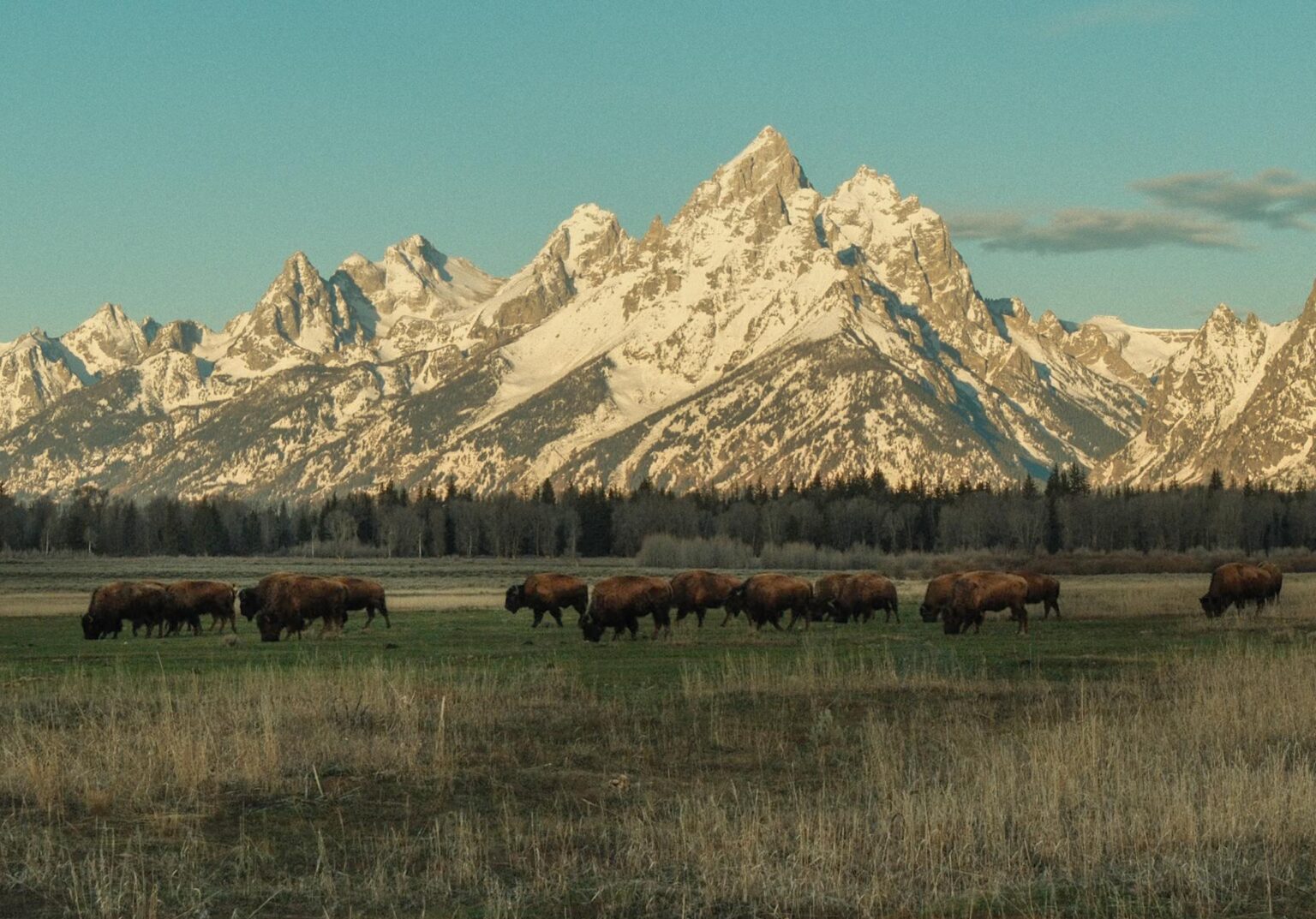 A herd of Bison in the Tetons [OC]