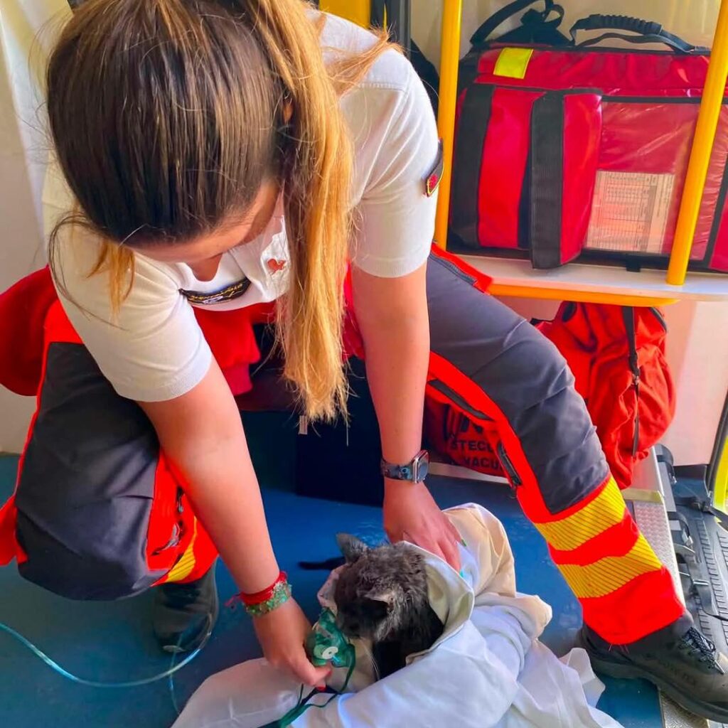 An 18-year-old cat rescued from a fire was given an oxygen mask by paramedics