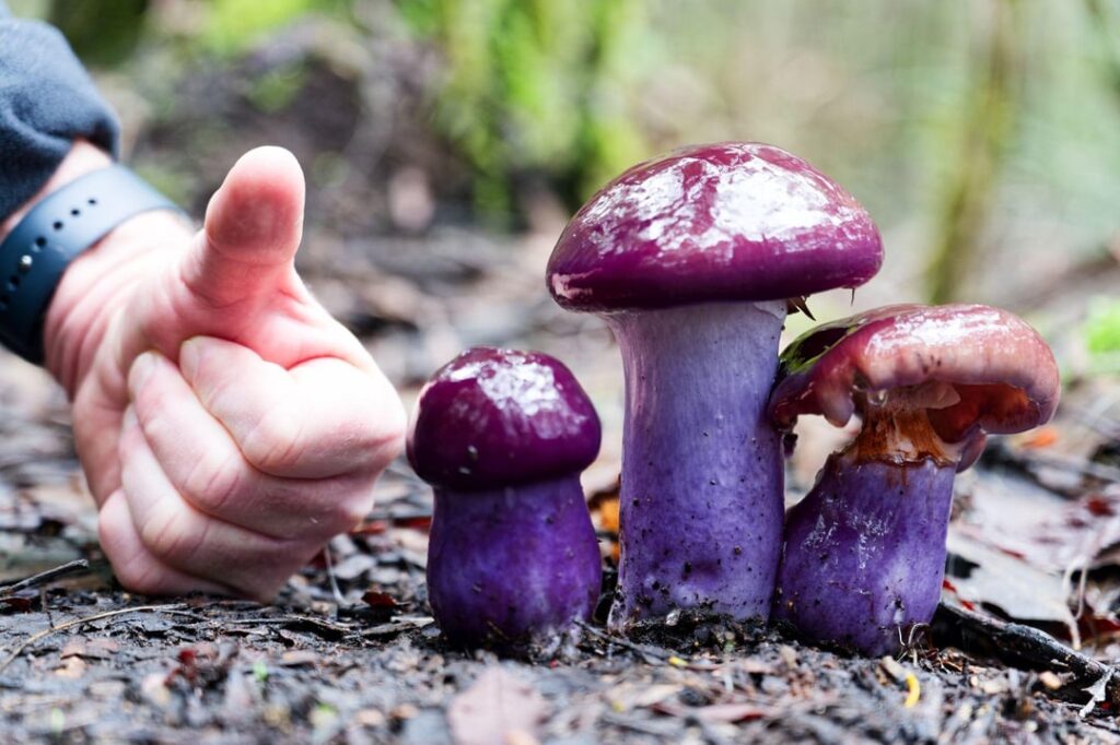 Some mushrooms at Mt Field today. The purple ones were huge!