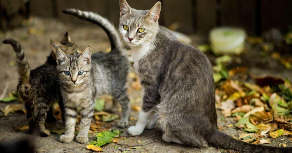 Want stricter rules on antifreeze that has been used to kill animals
