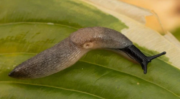 Spanish slugs are no longer alone: who should homeowners in Latvia be wary of this season? Spanish slugs are no longer alone: who should homeowners in Latvia be wary of this season?