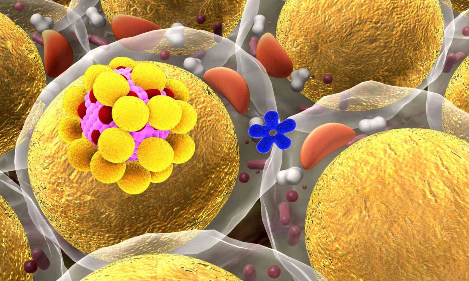 Scientists found a fat-burning switch that affects bone strength Scientists found a fat-burning switch that affects bone strength