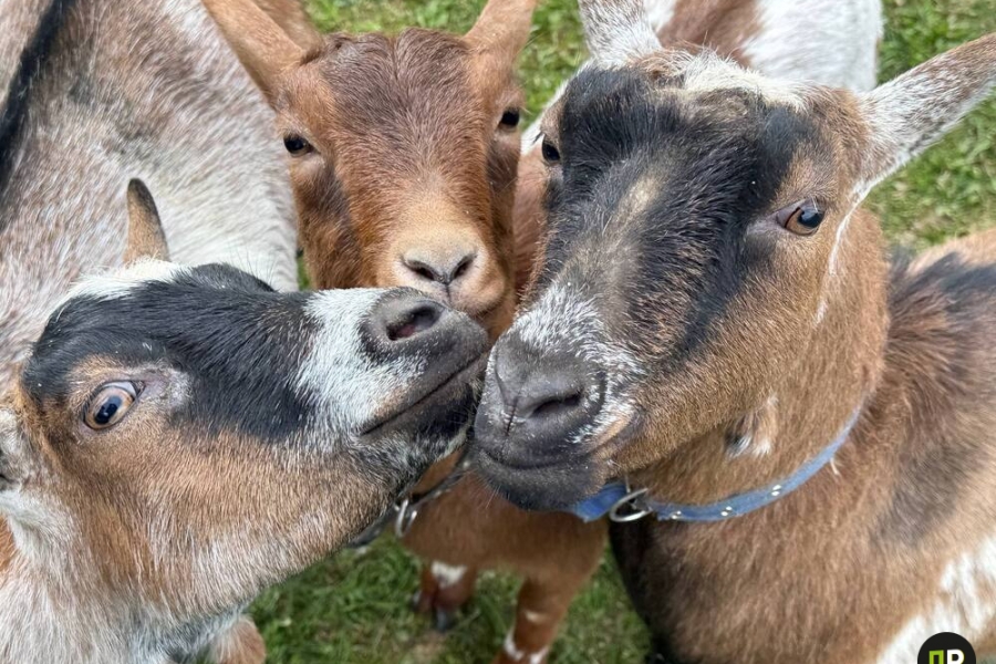 “I get immense pleasure.” Cameroonian goats settled in a Belarusian village "I get immense pleasure." Cameroonian goats settled in a Belarusian village