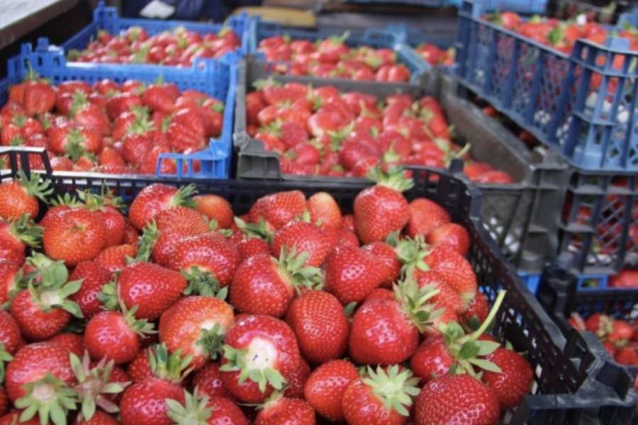 Wholesale market launched in Belarus's strawberry capital. What are the prices?