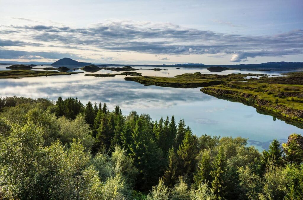 The Complete Guide to Forests in Iceland