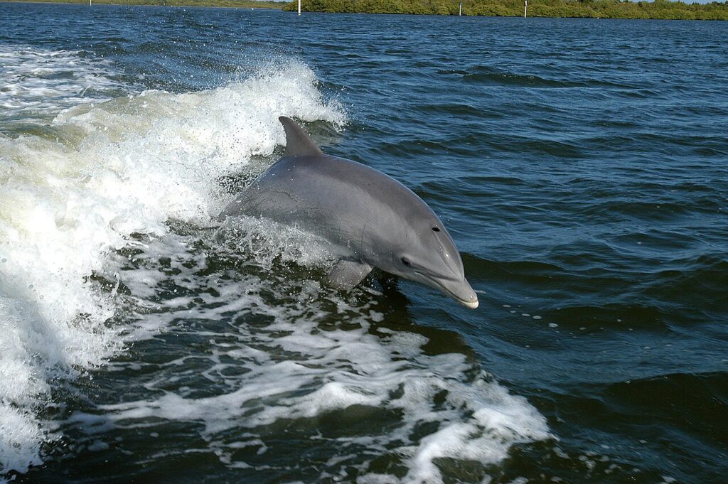 Brazen dolphins are not a fisherman’s friend cover Brazen dolphins are not a fisherman’s friend