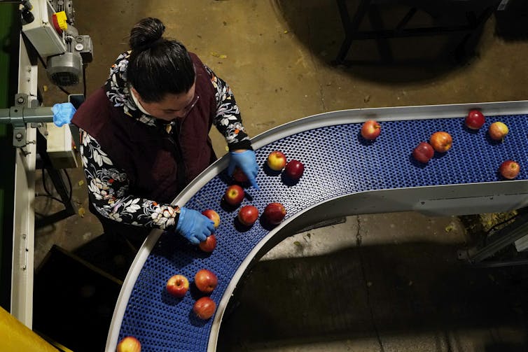 worker sorts apples as they whisk by on a conveyer belt