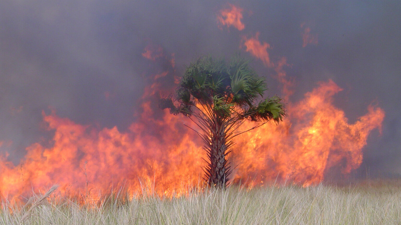Drought turns southeastern US into ‘tinderbox’ as wildfires rage Drought turns southeastern US into ‘tinderbox’ as wildfires rage