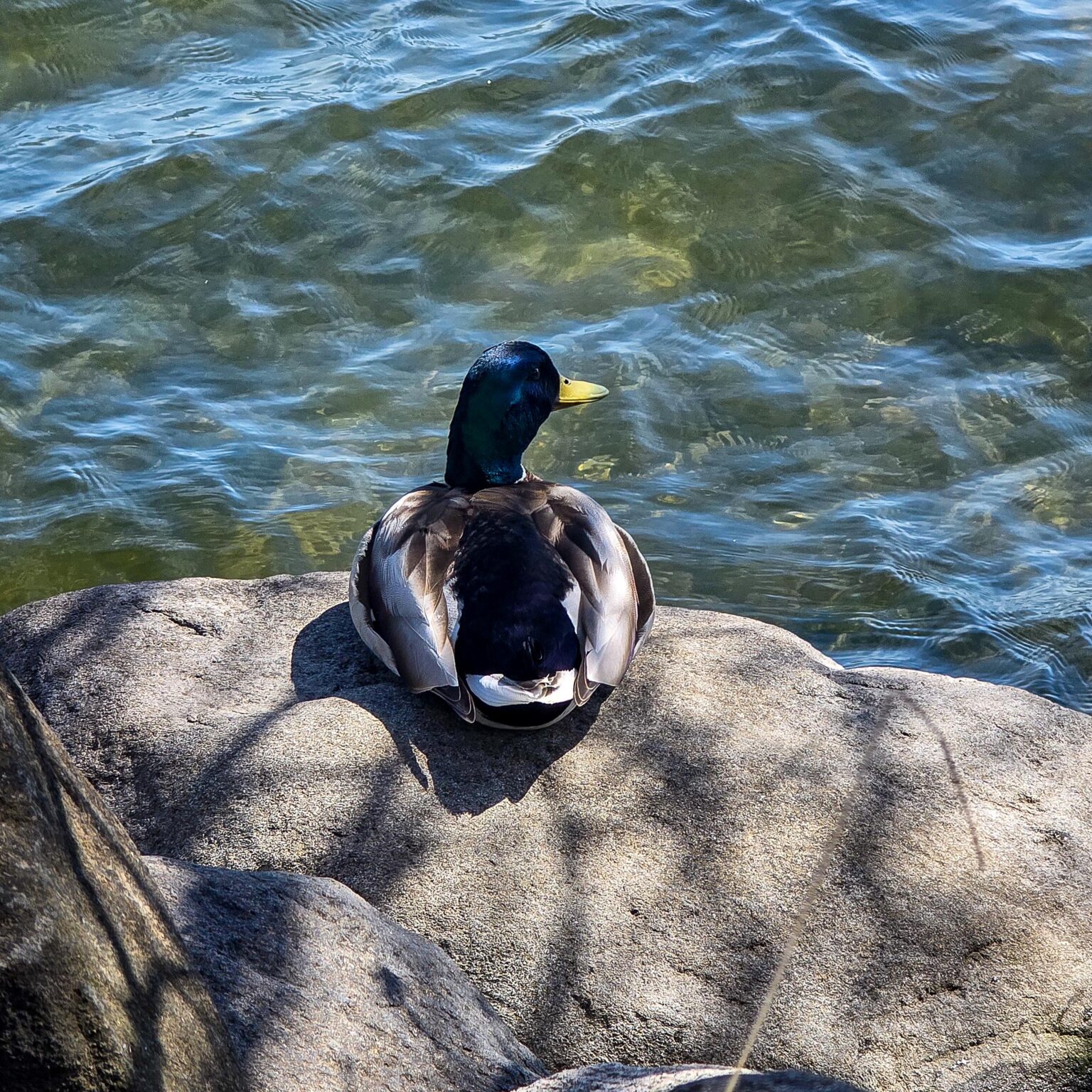 Little duck hanging out