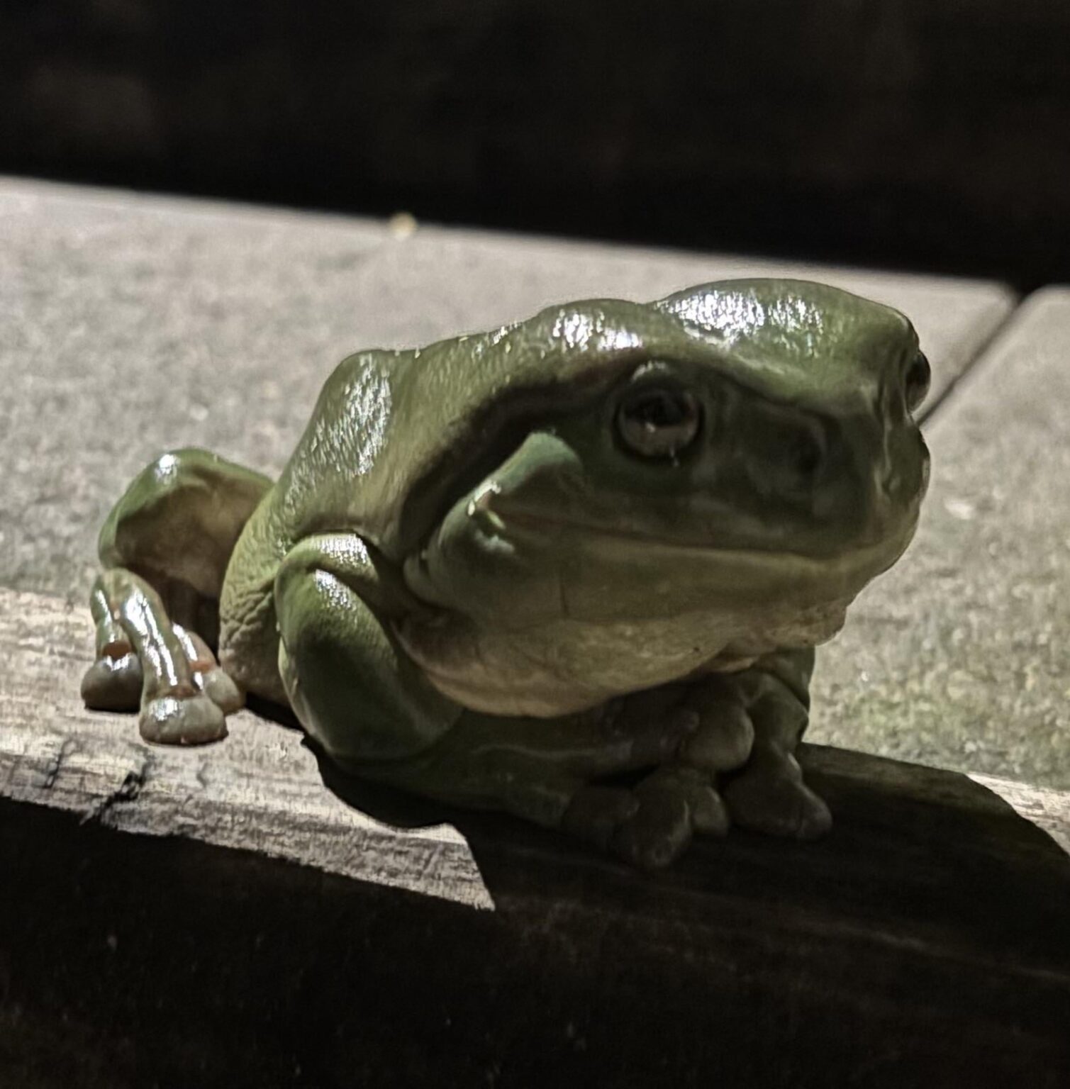 All Hail King Frogington!