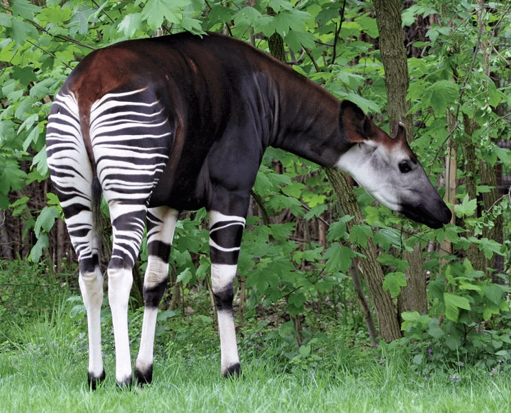 Have you noticed that okapis don't have shoes?
