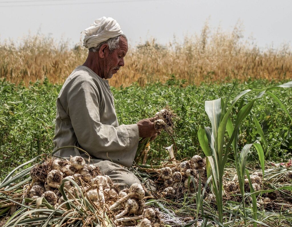 Calls for protective tariffs as rising Egyptian garlic exports alarm Europe