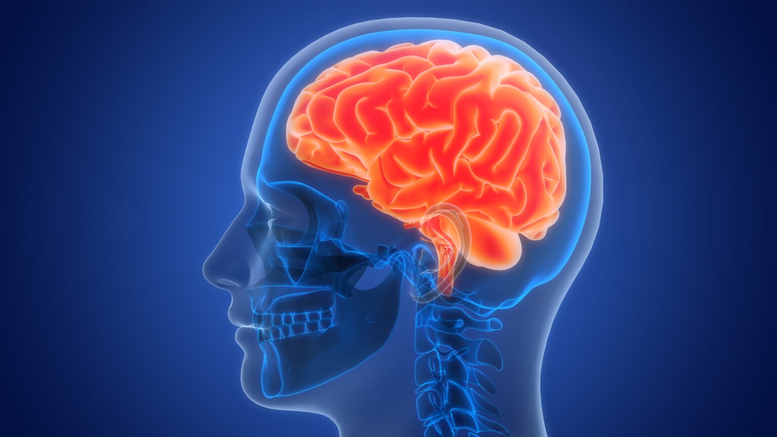 Scientists identify brain circuit that helps us “change gears” | UCR News Scientists identify brain circuit that helps us “change gears” | UCR News