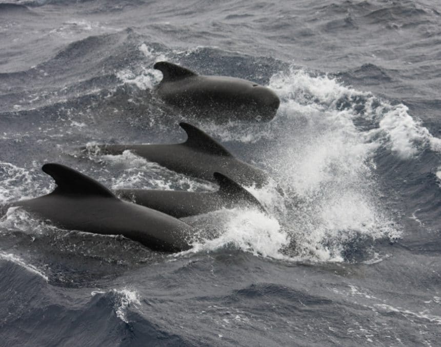 Iceland Review Playlist | Whales of Iceland Iceland Review Playlist | Whales of Iceland