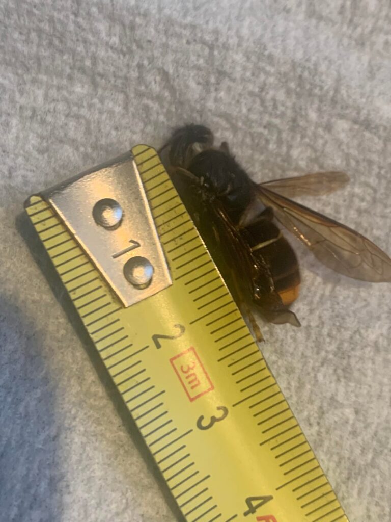 Asian hornet?
