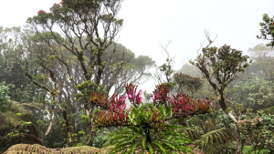 Mountain with fog