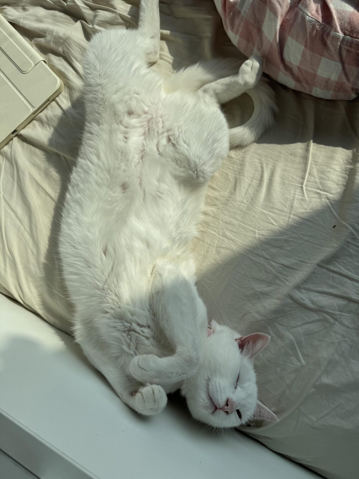 BARF recommendations for a picky cat in Munich? (Looking for fine-minced meat / Nestos alternative)