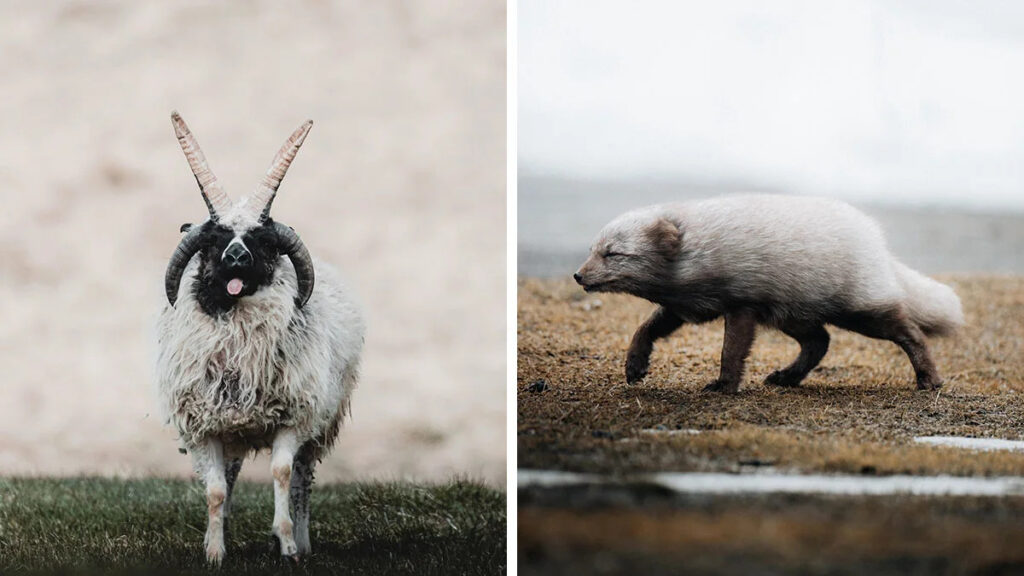 This Photographer Captures Iceland’s Domestic And Wild Animals In Their Natural Beauty (41 Pics) Bored Panda