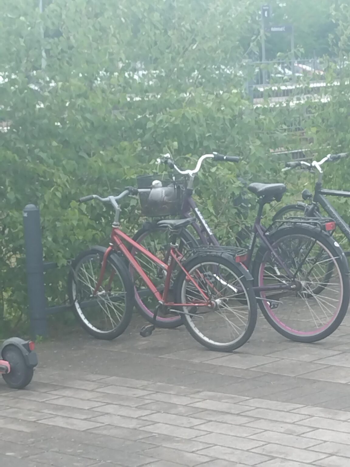 A seagull in the Halmstad travel center has built a nest and laid eggs in an abandoned bicycle A seagull in the Halmstad travel center has built a nest and laid eggs in an abandoned bicycle