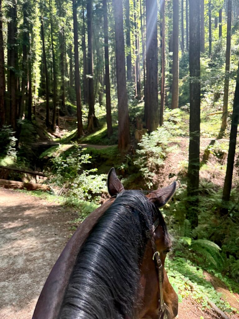 Join me on a trail ride (from the other day) through the redwoods, and up to an observation deck overlooking the valley/ocean. California USA