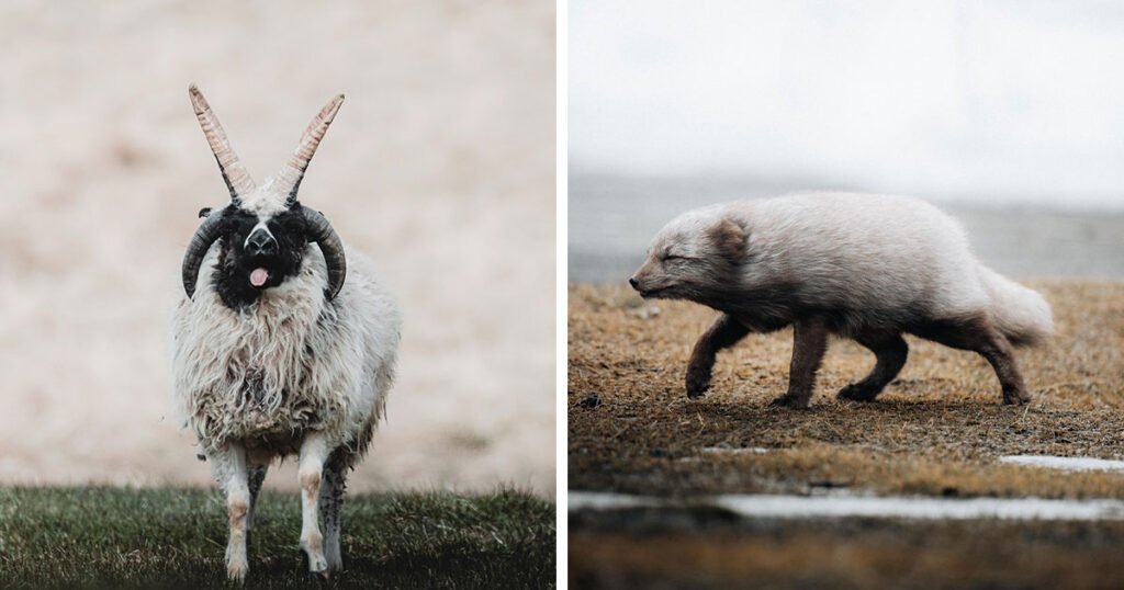 41 Stunning Photos Of Wild And Domestic Animals Living In Iceland 41 Stunning Photos Of Wild And Domestic Animals Living In Iceland